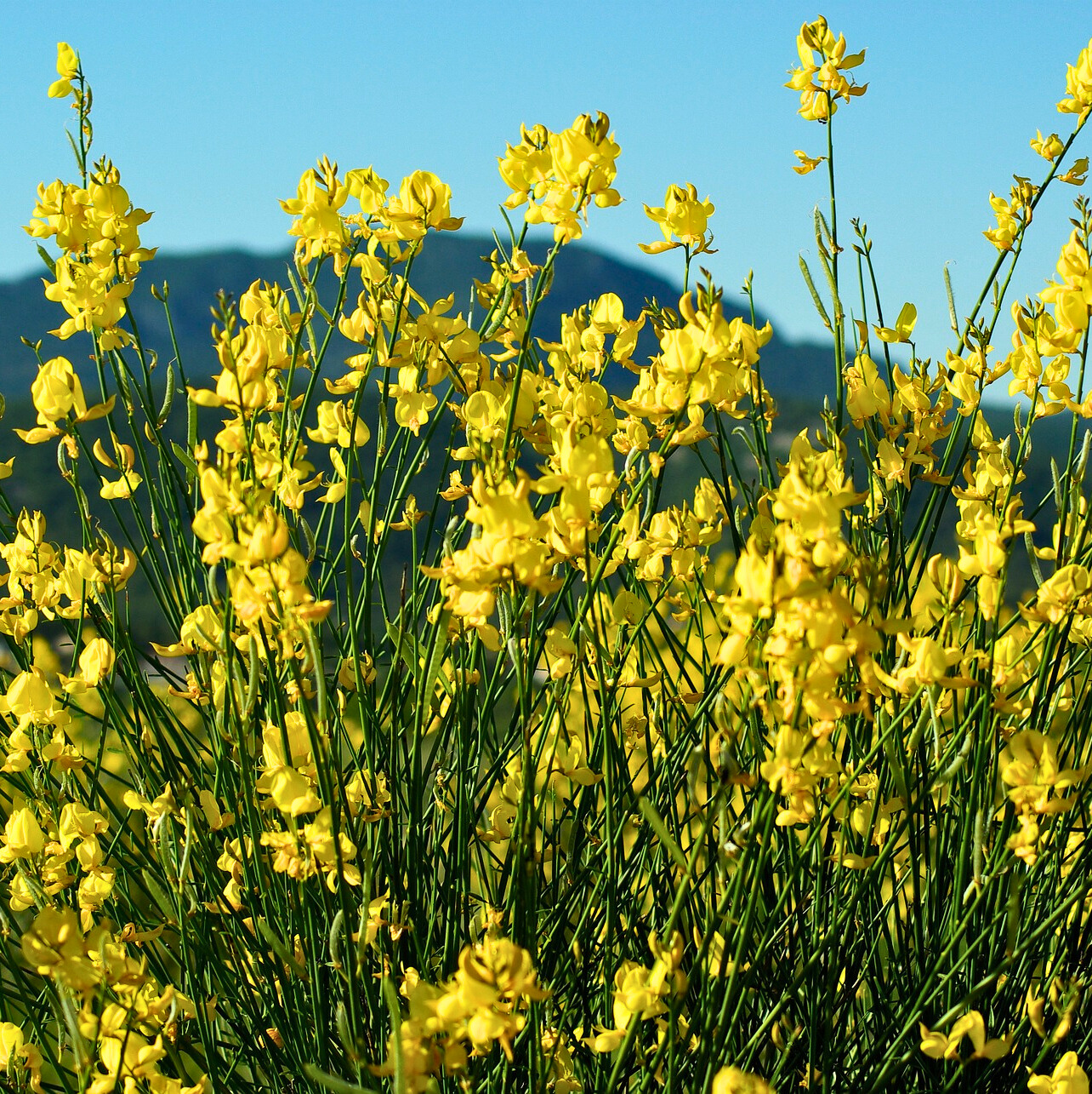 Nature - Environnement